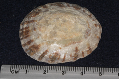 Cellana radians