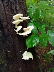 Pleurocybella porrigens