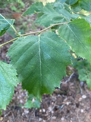 Betula occidentalis