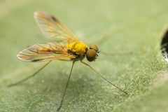 Chrysopilus