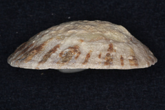 Cellana radians
