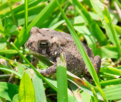 Anaxyrus americanus