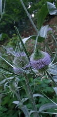 Dipsacus fullonum