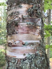 Betula occidentalis