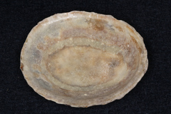 Cellana radians