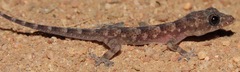 Hemidactylus mabouia