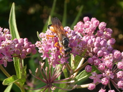 Sphex ichneumoneus
