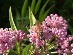 Sphex ichneumoneus
