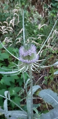 Dipsacus fullonum
