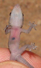 Hemidactylus mabouia