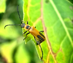 Chauliognathus pensylvanicus