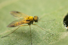 Chrysopilus