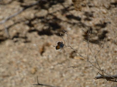 Brephidium exilis