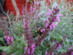Bombus terrestris