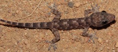 Hemidactylus mabouia