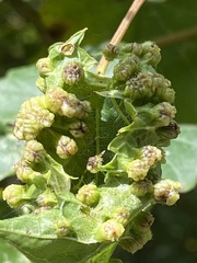 Daktulosphaira vitifoliae