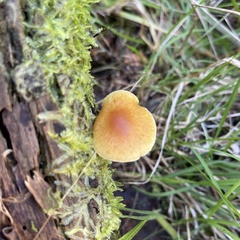 Gymnopilus