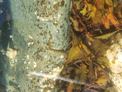 Oligocottus maculosus