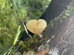 Gymnopilus