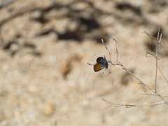 Brephidium exilis