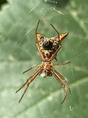 Micrathena sagittata