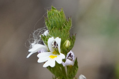 Euphrasia