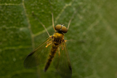 Chrysopilus