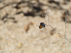 Brephidium exilis