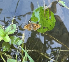 Melitaea