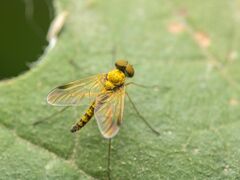 Chrysopilus