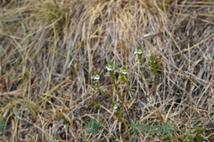 Euphrasia