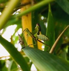 Stagmomantis limbata