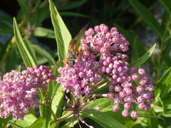 Sphex ichneumoneus