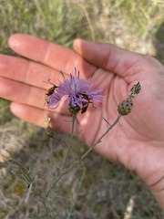 Centaurea stoebe