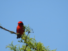 Pyrocephalus rubinus