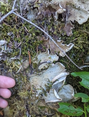 Peltigera leucophlebia
