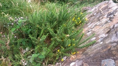 Ulex
