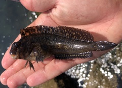 Hypsoblennius gilberti