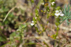 Euphrasia