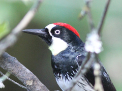 Melanerpes formicivorus
