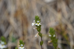 Euphrasia