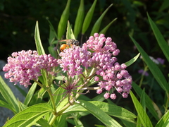 Sphex ichneumoneus