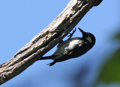 Melanerpes formicivorus