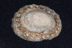 Cellana denticulata