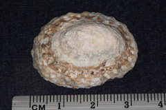 Cellana denticulata