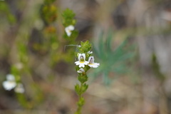 Euphrasia