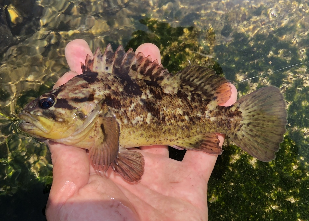 Grass Rockfish (Sebastes rastrelliger) - Marine Life Identification