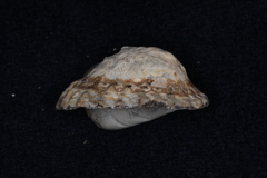 Cellana denticulata