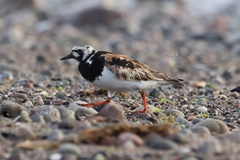 Arenaria interpres