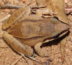 Leptodactylus mystaceus